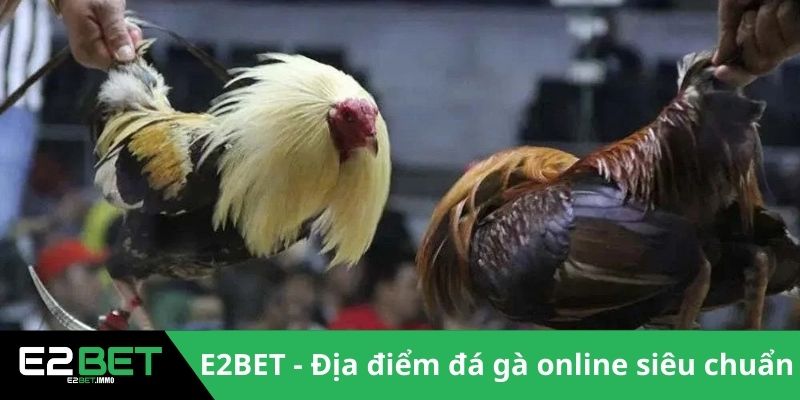 E2BET - Địa điểm đá gà online siêu chuẩn 