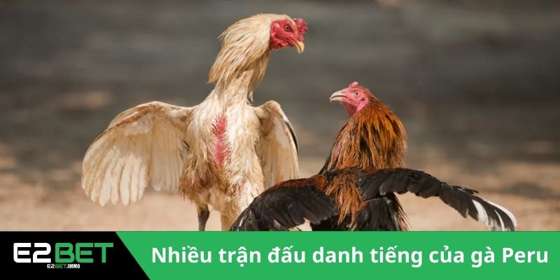 Nhiều sư kê muốn sở hữu Gà chiến Peru