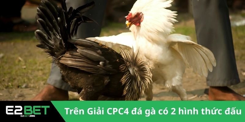 Trên Giải CPC4 đá gà có 2 hình thức đấu chính 